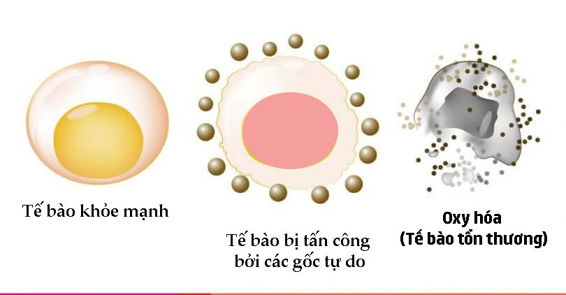 Hình ảnh này chưa có thuộc tính alt; tên tệp của nó là goc-tu-do-gay-ton-thuong-te-bao.jpg