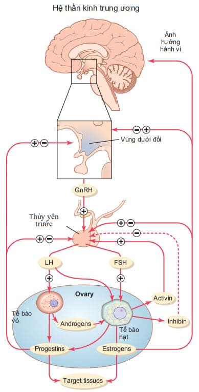 Lạm dụng bổ sung Estrogen khiến hệ nội tiết bị phụ thuộc sản phẩm ngoài