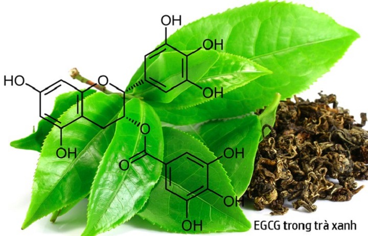 EGCG chủ yếu được tìm thấy trong trà xanh