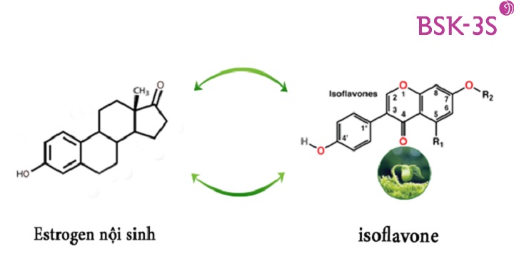 Isoflavone chiết xuất từ mầm đậu nành 