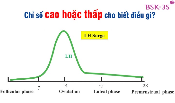 Hormone LH là cần thiết đối với quá trình làm chín noãn bào và giải phóng trứng